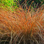 Oranje zegge - Carex testacea 'Prairie Fire'